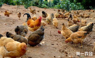 野外生态养鸡要怎么养殖 要注意些什么