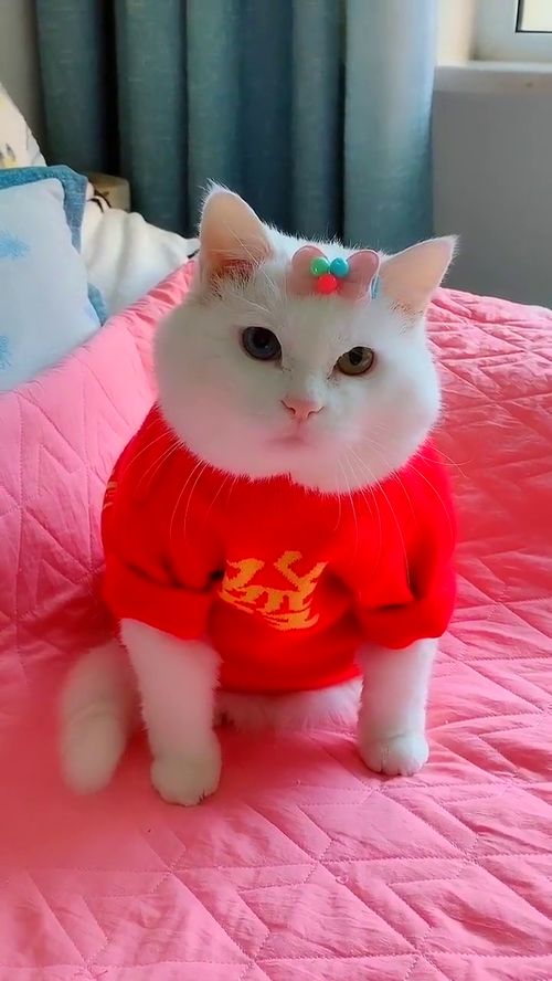 猫咪穿上红色的衣服真好看 