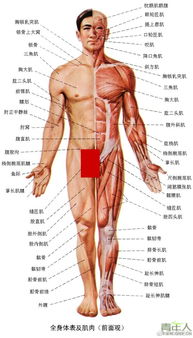 人身体肌肉部位名称 搜狗图片搜索