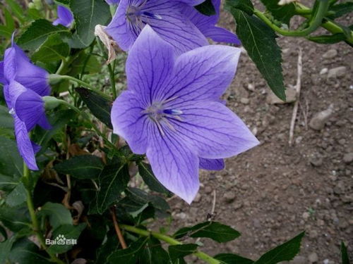 9 10月份开得紫色的花儿,请问有知道它名字的嘛 