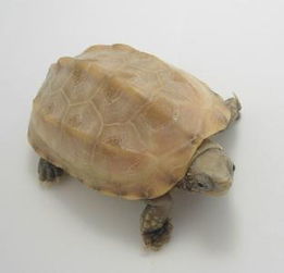 乳白色的龟壳带香味的乌龟是什么龟 