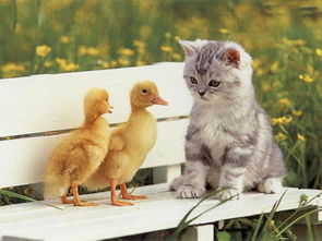 鸭子和小猫的童话故事 鸭子与猫的童话故事 