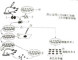 如图I Ⅲ表示的是物质跨膜运输的三种方式.根据图示内容回答下列相关问题 小题的 内填序号.横线上填中文名称.全对才得分 1 物质利用载体出入细胞的运输方式是图 