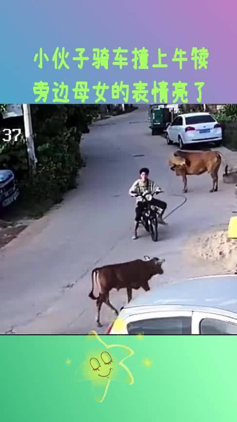 小伙子骑车撞上牛犊,前面的母牛表情亮了 