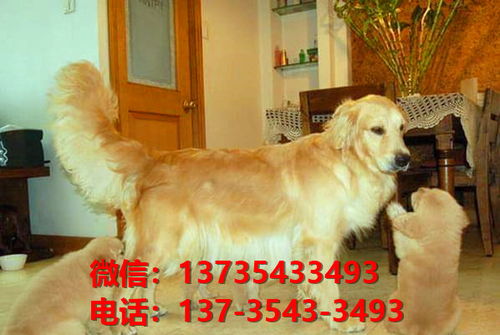 辽宁犬舍出售纯种金毛犬黄金猎犬金毛寻回犬宠物狗市场在哪卖狗地方