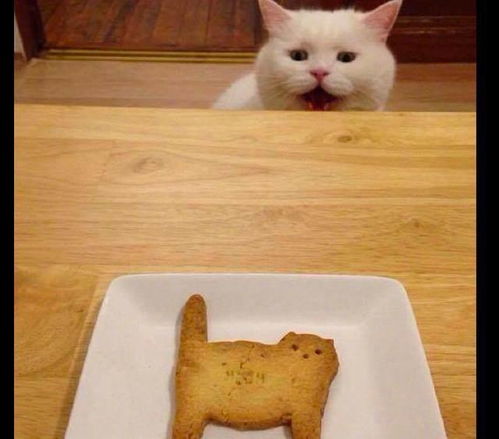 主人做了一个猫形饼干,猫咪看见后一脸恐慌 主人要吃猫