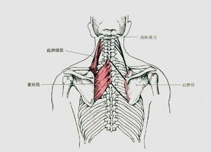 肩胛骨前伸图片 信息评鉴中心 酷米资讯 Kumizx Com