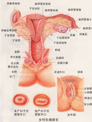 详解健康女性阴部的真实模样（多图）