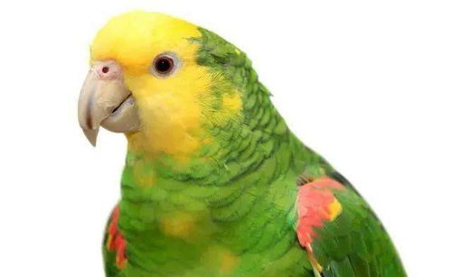 天价变异大黄帽亚马逊鹦鹉价值15万,能说话会唱歌,鸟友都说值