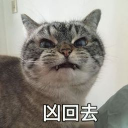 有哪些搞笑的猫咪表情包(猫 搞笑表情)