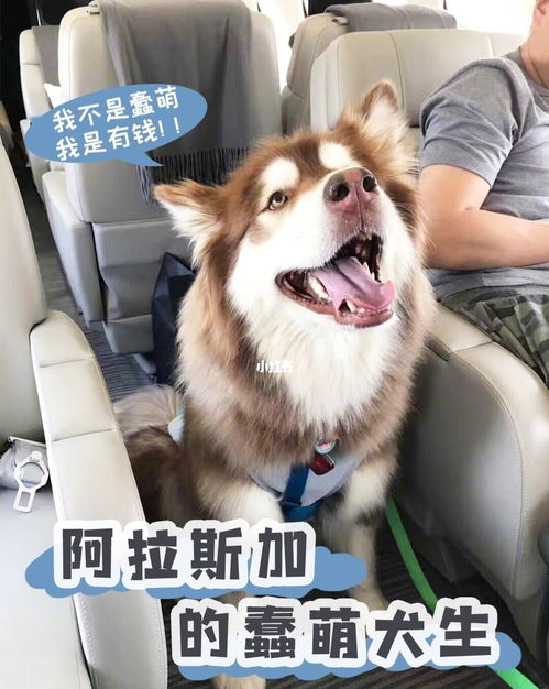 阿拉斯加新手养犬秘籍