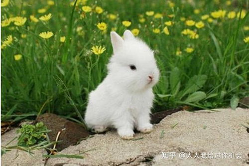 幼兔吃什么 鸟基地为你分享饲养小兔子的注意事项 