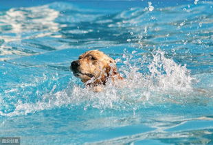 你家狗子天生会游泳吗