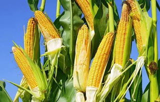 夏玉米5月—9月份农事月历,玉米管理时间表
