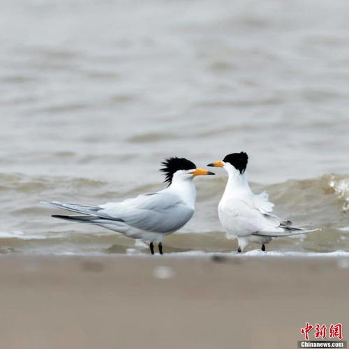 闽江河口湿地观鸟记 邂逅三种世界级珍稀鸟类