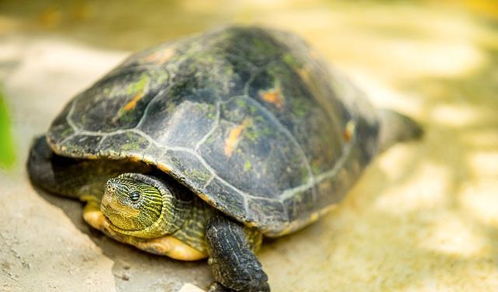 乌龟的肉体如果离开龟壳,它能活多久,真相让人意外