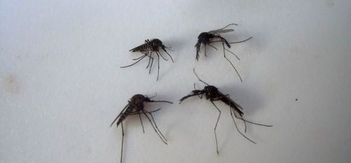 为什么北极圈内有那么多蚊子 这些蚊子是如何生存的