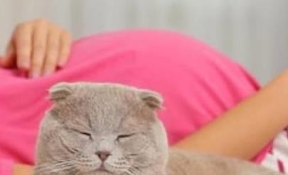 孕妇能养猫咪吗 提供4大建议,养猫过程中要注意卫生避免感染