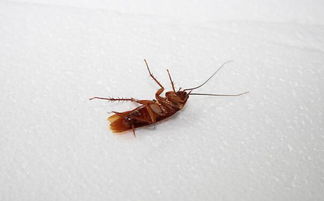 蟑螂怎么消灭 蟑螂药哪种最好用