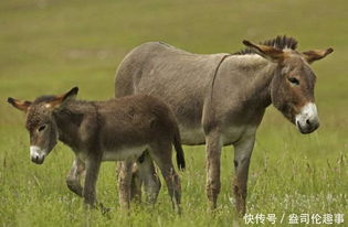 马和驴子 做错 了啥,为什么骡子不能生育专家道出其中实情 