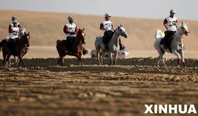 多哈亚运会耐力赛马 选手在沙漠中骑行 