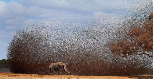 世界上数量最多的鸟类,非洲多达100亿只,泛滥成灾,吓退大象