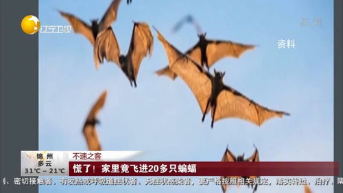 慌了 家里竟飞进20多只蝙蝠 