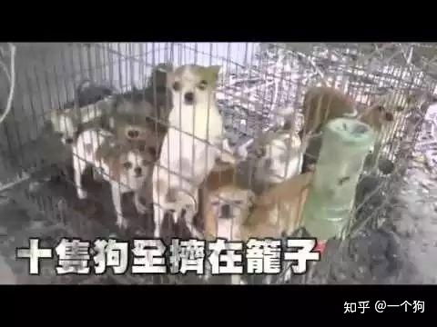 我想在上海买狗狗,去哪里正规点 
