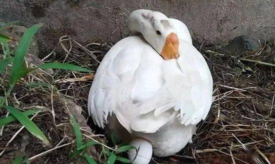母鹅能下几年的蛋 鹅什么季节下蛋