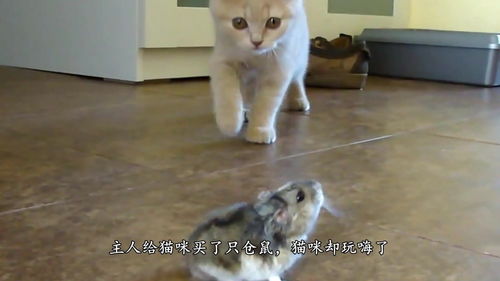主人给猫咪买了只仓鼠,猫咪却玩嗨了,主人 能把仓鼠还给我吗 