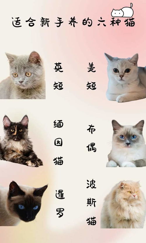 六大新手最好养的猫,又便宜又好看,养猫看这篇就够了