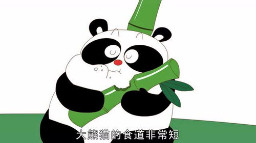 动物冷知识 第10集 大熊猫边吃边拉 