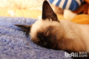 暹罗猫夜里睡觉的习惯怎么养成的