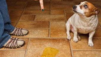 狗狗随地大小便 怎样教狗狗上厕所 培养狗狗的拉尿好习惯教程