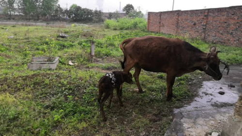 刚出生一小时的小牛跟着牛妈妈走路,被一脚踹飞,为什么会这样呢 