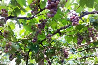 葡萄有种子吗用葡萄种子能种出葡萄来,怎么用葡萄仔种出葡萄