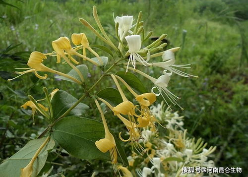 金银花施肥用什么肥料 金银花用什么叶面肥 金银花怎么用肥料