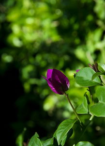 院子里的花草