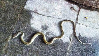 麻绳粗细的蛇正蜷缩在床边 