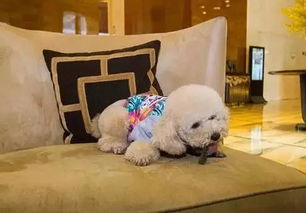 带着萌宠去度假 华东地区22家可携带宠物入住酒店清单