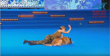 狗为人做人工呼吸 世界犬联大赛的惊人一幕