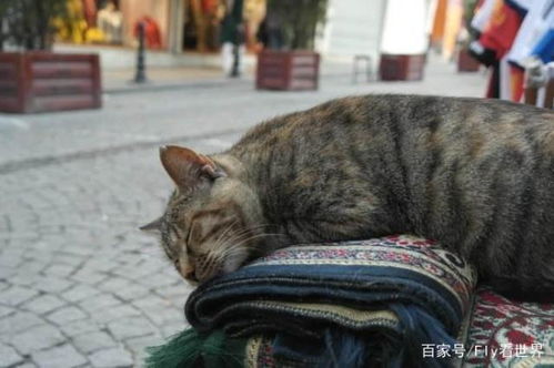 世界上最适合吸猫的五大城市,除了伊斯坦布尔,中国也有一座