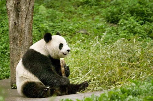 外国租借我国的大熊猫,需要给多少租金呢