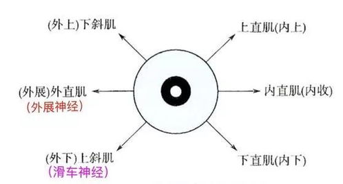 孩子为什么近视,除了看屏幕过度,这个原因你绝想不到