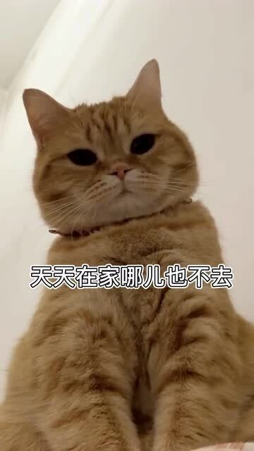 猫咪 在家一个多月,猫都抑郁了 