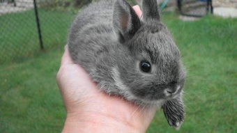 动物图集 荷兰侏儒兔