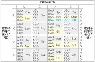 遗传密码知多少?