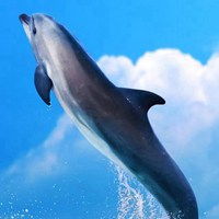 海豚头像图片唯美 很可爱活泼的海豚头像