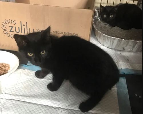 一只流浪黑猫被塑料杯困住,当大家展开救援时,又发现了四只猫咪
