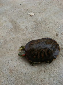 巴西红耳龟在赣州多少钱一只 